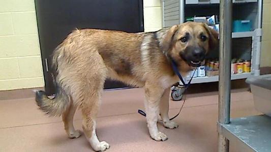DANNI, Anatolian Shepherd / Great Pyrenees, young, available for adoption