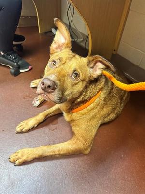 EARTHQUAKE, Labrador Retriever / German Shepherd Dog, adult, available for adoption
