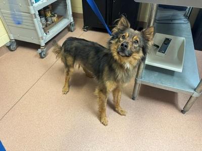 CLIFF, Australian Shepherd / German Shepherd Dog, adult, available for adoption