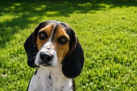 BOURBON, Beagle / Mixed Breed, young, available for adoption