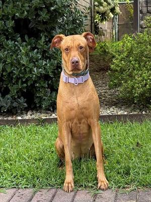 NOVA, Labrador Retriever / Beagle, adult, available for adoption