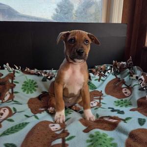 Zero, Mixed Breed, puppy, available for adoption
