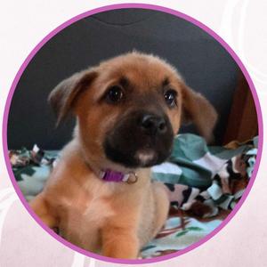 Jewel, Mixed Breed, puppy, available for adoption