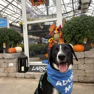 Capt'n Crunch, Mixed Breed, puppy, available for adoption