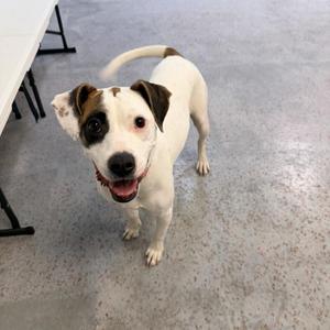 a white dog with brown spots on its face and ears standing on a concrete floor