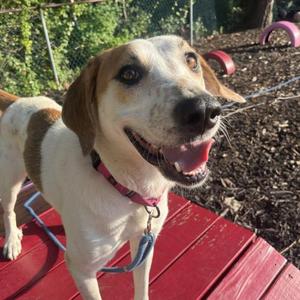 Kashi, Mixed Breed, young, available for adoption
