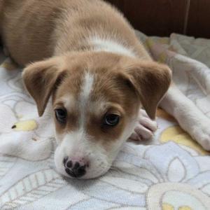 Lock, Mixed Breed, puppy, available for adoption