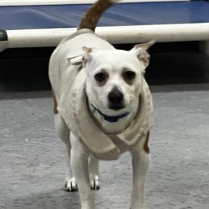 Skate, Mixed Breed, puppy, available for adoption