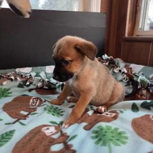 Sally, Mixed Breed, puppy, available for adoption