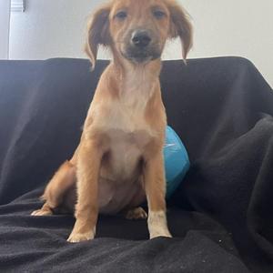 Trinity Rodman, Mixed Breed, puppy, available for adoption