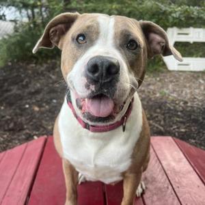 Cookie Crisp, Mixed Breed, young, available for adoption