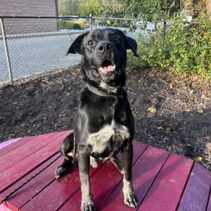 Collinwood Manor, Mixed Breed, young, available for adoption