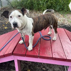 Tony the Tiger, Mixed Breed, young, available for adoption