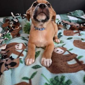 Barrel, Mixed Breed, puppy, available for adoption