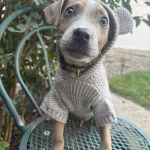 Golden Grahams, Mixed Breed, puppy, available for adoption