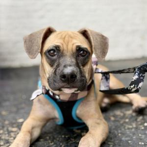 Cream of Wheat, Mixed Breed, puppy, available for adoption
