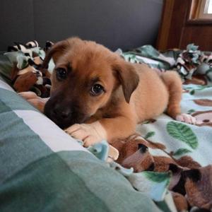Shock, Mixed Breed, puppy, available for adoption