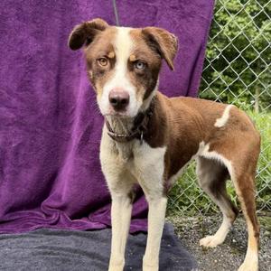 Muesli, Mixed Breed, young, available for adoption