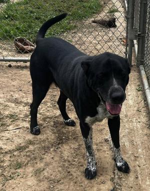 JIMMY, Labrador Retriever / Collie, adult, available for adoption