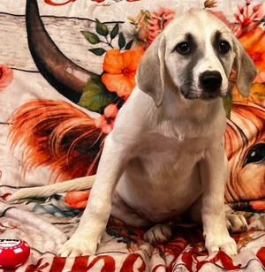 Paisley, Labrador Retriever / Great Pyrenees, puppy, available for adoption
