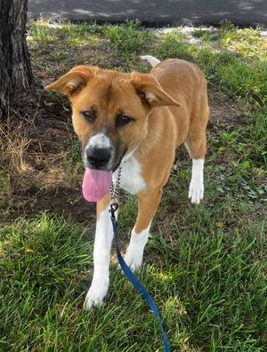 Blair, Anatolian Shepherd / Shepherd, young, available for adoption