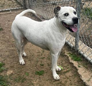 FURBY, Pit Bull Terrier, adult, available for adoption