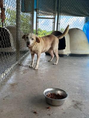 Hershel, Labrador Retriever, senior, available for adoption