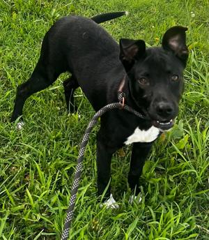 Daisy, Labrador Retriever, puppy, available for adoption