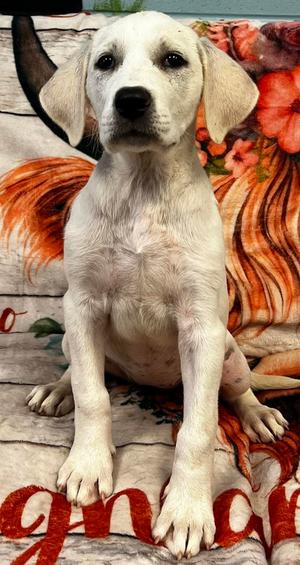 Petra, Labrador Retriever / Great Pyrenees, puppy, available for adoption