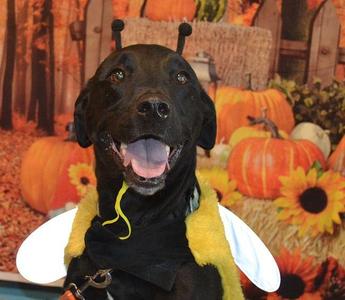 Skye, Black Labrador Retriever, adult, available for adoption