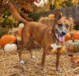 Jenny, Labrador Retriever, senior, available for adoption