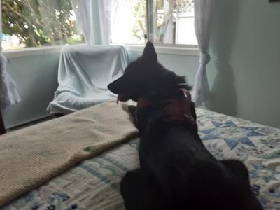 Tiffany, Siberian Husky / Alaskan Malamute, adult, available for adoption