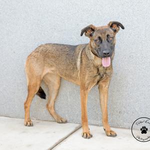 A brown and black dog standing on a concrete surface with its tongue out, against a gray wall.