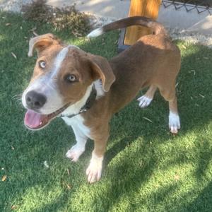 A brown and white dog with a happy expression standing on grass.