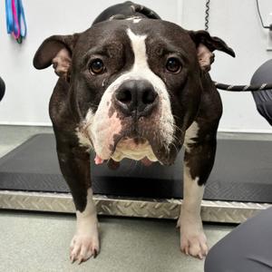 Bertha, Bulldog, American, adult, available for adoption