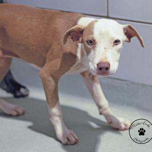 A brown and white dog standing on a concrete surface, looking directly at the camera.