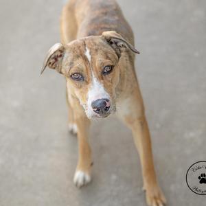 A brown and white dog with floppy ears standing on a concrete surface, looking directly at the camera.
