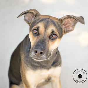 A close-up of a dog with a brown and black coat, looking directly at the camera with its ears perked up. The background is a light, neutral color.