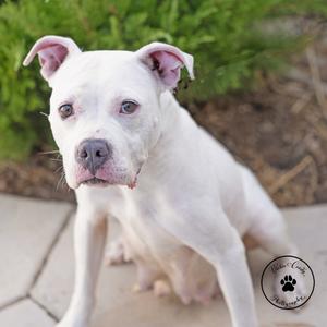 Amaryllis, Terrier, Pit Bull, adult, available for adoption