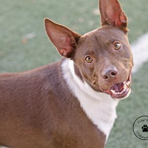 A brown and white dog with large ears and a happy expression, looking directly at the camera.