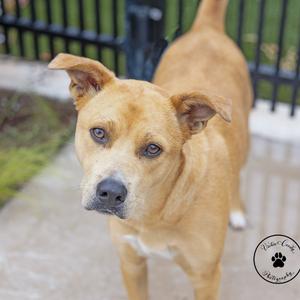 A brown dog with floppy ears and a black nose standing on a concrete surface, looking directly at the camera.