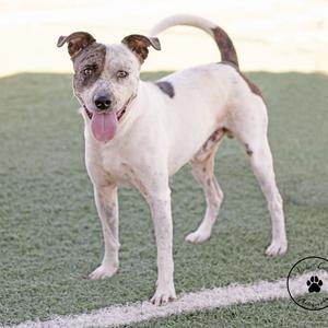 A white dog with brown patches standing on a green surface, with its tongue out and tail curved upwards.
