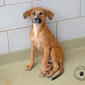 A brown puppy sitting on a tiled floor, looking up with big eyes.