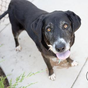 Damon, Retriever, Labrador, senior, available for adoption