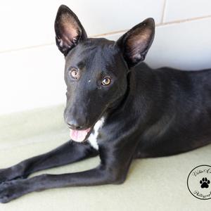 Cyclops, Shepherd, adult, available for adoption