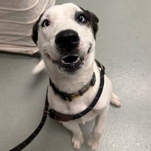 A happy dog wearing a harness and leash, looking up with its mouth open.