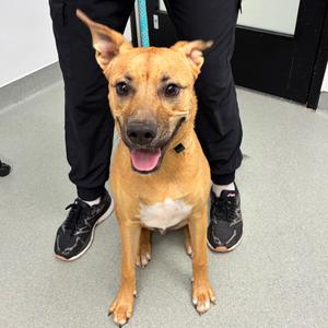 Chuy, Mixed Breed (Medium), young, available for adoption