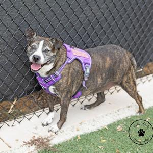 A brindle-colored dog wearing a purple harness stands on a concrete surface next to a chain-link fence. The dog has a white patch on its face and chest, and its tongue is out. The background includes green grass and a small patch of dirt.