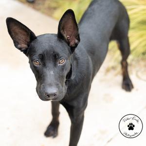 Cinder, Mixed Breed (Medium), adult, available for adoption