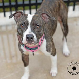 A brindle and white dog with a pink collar standing on a concrete surface.